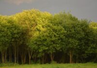 Rudens iestāsies agrāk nekā parasti: sinoptiķi ir nosaukuši precīzu datumu, kad ienāks ”aukstuma vilnis”