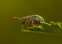 Maz zināmi veidi, kā izmantot diatomītu mājās dabīgai kaitēkļu kontrolei