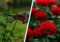 Kā zināt īsto brīdi, kad apgriezt rozes ziemai, lai nākamgad tās ziedētu bagātīgi – lūk, uz ko jāorientējas