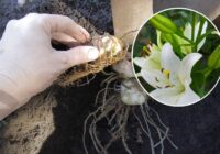 Lilijas rudenī pārstādu tikai šādi, lai tās ziedētu bagātīgi un krāšņi vairākus gadus