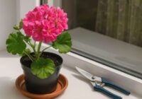Septembra sākumā ģerāniju apgriežu tikai šādi, lai augs veido kuplu vainagu un zied divreiz ilgāk