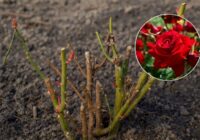 Rudenī vai tomēr labāk pavasarī – eksperte iesaka, kad apgriezt rozes, lai krūms plauktu viskrāšņāk