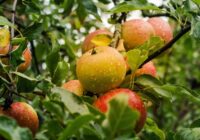 Kā noteikt, kad ir pienācis laiks lasīt ābolus – eksperti identificē 3 galvenās pazīmes
