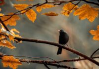 Horoskops 11. septembrim: Vērsim – patīkami viesi, Strēlniekam – ilgi gaidīts ceļojums