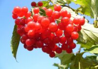 5 ogu krūmi, kurus var stādīt rudenī, lai tie nākamgad dotu labu ražu