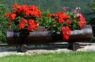 Kā sagatavot pelargoniju rudenim, lai tā nākamgad bagātīgi ziedētu