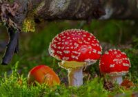 Horoskops 13. septembrim: Dvīņiem – interesanta situācija, Jaunavai – negaidīts viesis