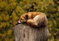 Horoskops 8. septembrim: Vēzim – patīkams vakars, Svariem – dinamikas trūkums dzīvē