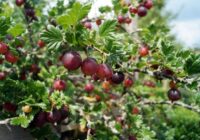 Dārznieki pastāstīja iemeslus, kāpēc rudens ir labākais laiks ērkšķogu stādīšanai