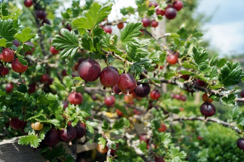 Dārznieki pastāstīja iemeslus, kāpēc rudens ir labākais laiks ērkšķogu stādīšanai