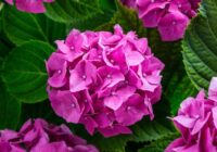 Floristi dalās pieredzē kā panākt, lai hortenzijas vāzē saglabātos līdz 2 nedēļām