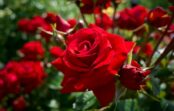 Kā sagatavot rozes ziemai, lai tās nākamgad ziedētu vēl bagātīgāk Kā sagatavot rozes ziemai, lai tās nākamgad ziedētu vēl bagātīgāk