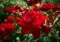 Kā sagatavot rozes ziemai, lai tās nākamgad ziedētu vēl bagātīgāk
