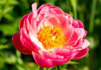 Peonijas rudens sākumā pabaroju tikai šādi, lai nākamgad tās priecētu ar bagātīgiem ziediem