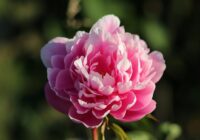 Peonijas rudenī pārstādu tikai šādi, lai tās ziedētu bagātīgi un krāšņi vairākus gadus