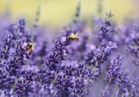 Dārziem lavanda nekad netrūks, ja jau tagad veiksiet vienu piecu minūšu uzdevumu