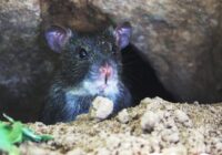Žurkas turēsies pa gabalu no jūsu dārza, ja regulāri darīsiet vienu lietu — nekādi līdzekļi nav nepieciešami