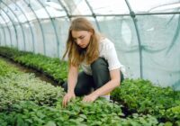 Pieredzējuši dārznieki dalās pieredzē, kādi bioloģiskie produkti ir nepieciešami katram dārzniekam, lai iegūtu veselīgu dārzu un bagātīgu ražu