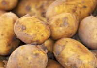 Pastāstīsim kā pareizi uzglabāt kartupeļus, lai tie līdz pavasarim nesapūtu