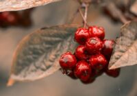 Horoskops 26. septembrim: Dvīņiem – dāsnas dāvanas, Skorpionam – neatkarība
