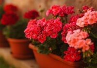 Pelargonijas pavasarī uzziedēs vēl bagātīgāk, ja rudenī sagatavosiet tās pareizai pārziemošanai