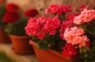 Pelargonijas pavasarī uzziedēs vēl bagātīgāk, ja rudenī sagatavosiet tās pareizai pārziemošanai