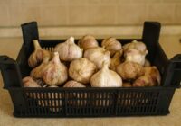 Lai ķiploki nesakalst un neizdīgst līdz nākamajai ražai, es tos visu gadu uzglabāju tikai šādi – tie vienmēr paliek svaigi