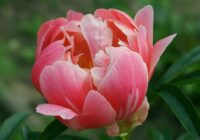 Kā parūpēties par peonijām oktobrī, lai tās pavasarī plauktu ar vēl bagātīgiem ziediem