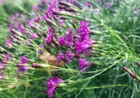 11 augi, par kuriem jau tagad var prognozēt, ka tie būs populāri 2026. gadā dārzos visā pasaulē 11 augi, par kuriem jau tagad var prognozēt, ka tie būs populāri 2026. gadā dārzos visā pasaulē