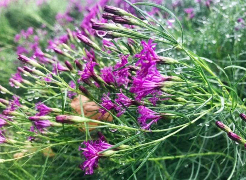 11 augi, par kuriem jau tagad var prognozēt, ka tie būs populāri 2026. gadā dārzos visā pasaulē