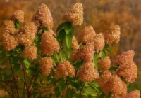 Kā vislabāk sagatavot hortenzijas ziemai un kāpēc tās ziedus nevajadzētu apgriezt Kā vislabāk sagatavot hortenzijas ziemai un kāpēc tās ziedus nevajadzētu apgriezt