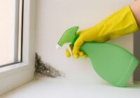 Pārstāj lietot ķīmiskos līdzekļus, lai tīrītu pelējumu no sienām, jo viens dabīgs paņēmiens darbojas labāk Pārstāj lietot ķīmiskos līdzekļus, lai tīrītu pelējumu no sienām, jo viens dabīgs paņēmiens darbojas labāk