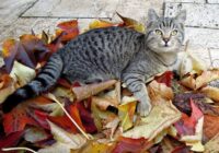 Horoskops nedēļai no 2025. gada 10. līdz 16. novembrim: nebūs labākais laiks, lai dzīvē ieviestu pārmaiņas