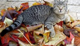 Horoskops nedēļai no 2025. gada 10. līdz 16. novembrim: nebūs labākais laiks, lai dzīvē ieviestu pārmaiņas