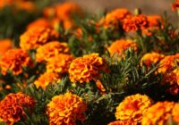 Kāpēc pieredzējuši dārznieki sēj samtenes novembrī un kā to izdarīt pareizi Kāpēc pieredzējuši dārznieki sēj samtenes novembrī un kā to izdarīt pareizi