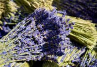 Četri būtiski dārza darbi, kas jāizdara novembrī, pirms iestājas sals Četri būtiski dārza darbi, kas jāizdara novembrī, pirms iestājas sals