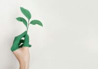 5 augi, ko var izmantot kā telpaugus, lai pasargātu tos no ziemas sala