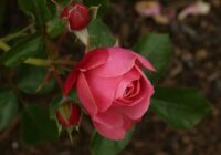 Rožu pārstādīšana rudenī — kā to veikt pareizi, lai krūmi labi ieaugtu un pavasarī bagātīgi ziedētu Rožu pārstādīšana rudenī — kā to veikt pareizi, lai krūmi labi ieaugtu un pavasarī bagātīgi ziedētu