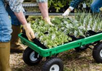 Ieteikumi ķiploku un sīpolu dobju pārklāšanai ziemas periodā Ieteikumi ķiploku un sīpolu dobju pārklāšanai ziemas periodā