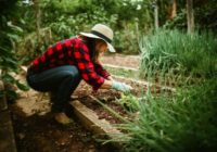 Ko sēt un stādīt novembrī: mēness kalendārs istabas un dārza augiem