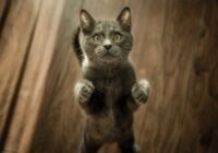 Kā no paklāja noņemt mājdzīvnieku spalvas un kažoku bez putekļsūcēja izmantošanas