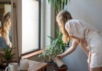 Interesanta informācija vai istabas augus drīkst laistīt ar vārītu ūdeni Interesanta informācija vai istabas augus drīkst laistīt ar vārītu ūdeni