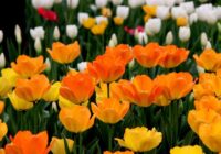 Labākais laiks, kad stādīt tulpes, lai pavasarī tās ziedētu bagātīgi Labākais laiks, kad stādīt tulpes, lai pavasarī tās ziedētu bagātīgi