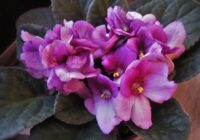 15 ml medus uzlējuma zem novītušas vijolītes — augu vairs neatpazīsi un tas ziedēs visu gadu