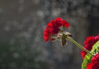 Pelargonijas nesasalst pat uz apledojuša loga – zem podiem uzliku “ziemas vairogu”