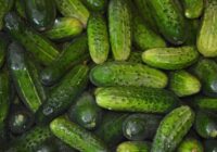 Gurķi būs kraukšķīgākie visā apvidū – jau decembrī sāku gatavot šīs 3 budžetam draudzīgās papildbarības