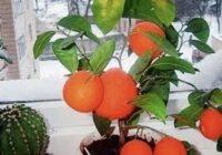 Es vairs nepērku mandarīnus veikalā, bet audzēju savā dzīvoklī –  vajag tikai sēklu, ko parasti izmetam miskastē