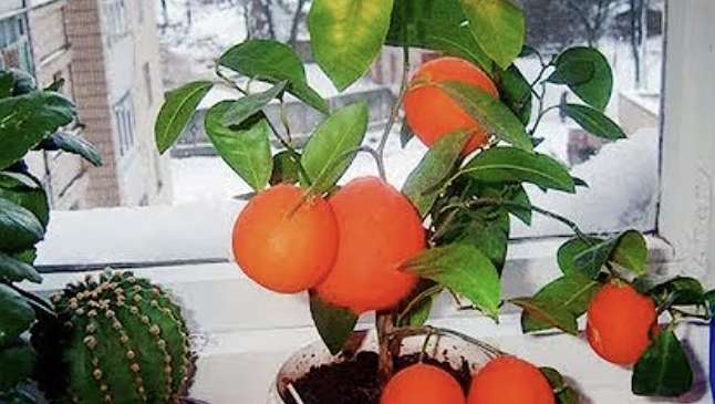 Es vairs nepērku mandarīnus veikalā, bet audzēju savā dzīvoklī – vajag tikai sēklu, ko parasti izmetam miskastē