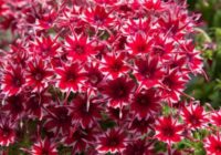 Ziedi bez rūpēm: tikai šīs šķirnes stādīšu 2026. gadā – nepretenciozas un ziedēs visu vasaru Ziedi bez rūpēm: tikai šīs šķirnes stādīšu 2026. gadā – nepretenciozas un ziedēs visu vasaru