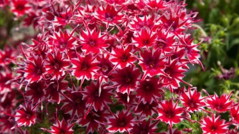 Ziedi bez rūpēm: tikai šīs šķirnes stādīšu 2026. gadā – nepretenciozas un ziedēs visu vasaru